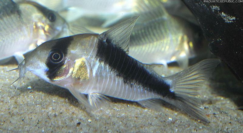 Hoplisoma sp. (Cw107)