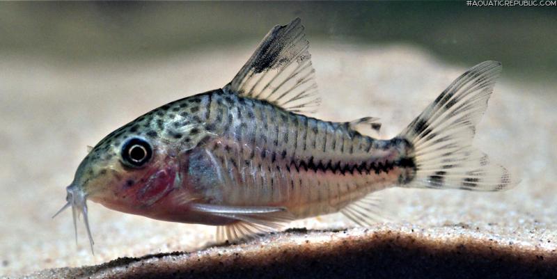 Hoplisoma sp. (Cw109)