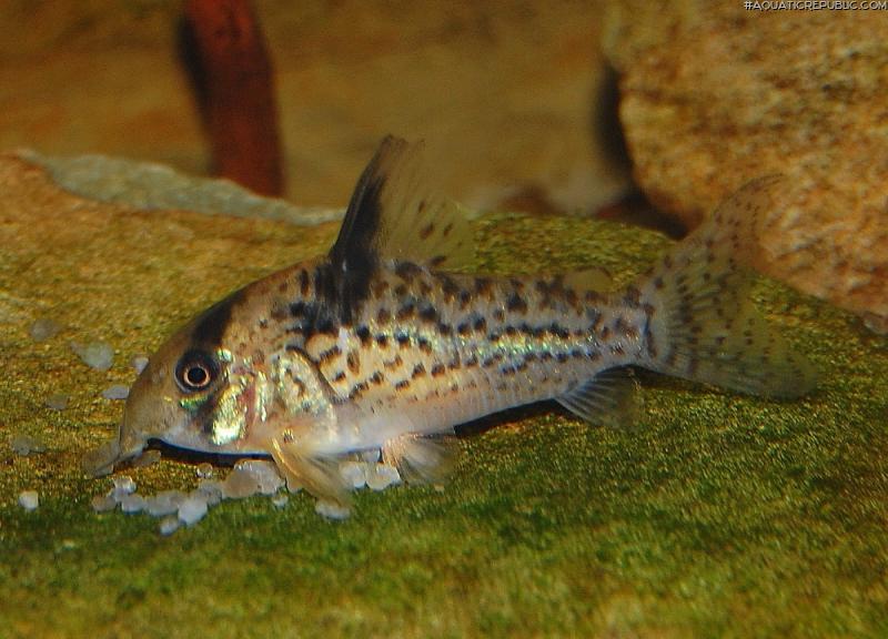 Hoplisoma sp. (Cw115)