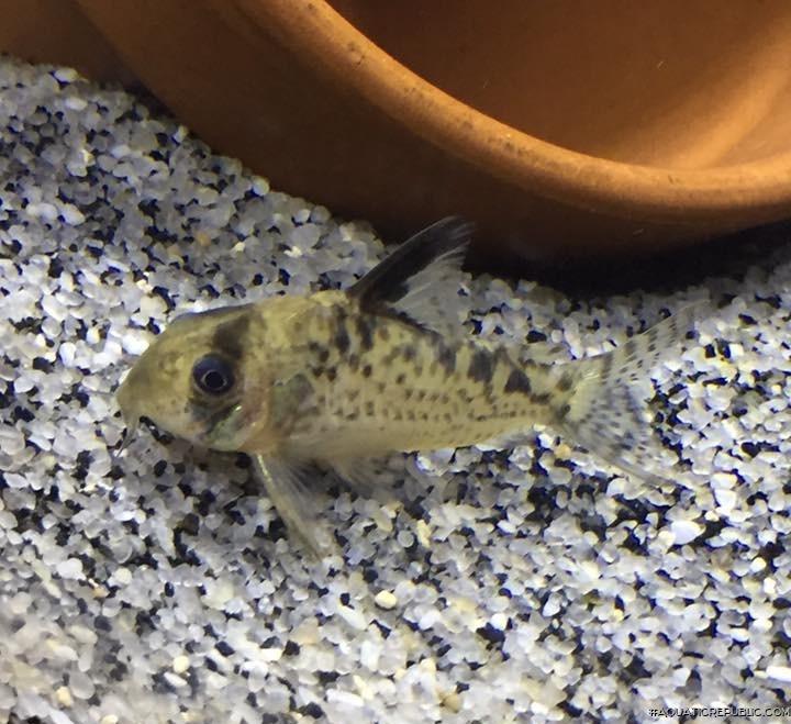 Hoplisoma sp. (Cw115)