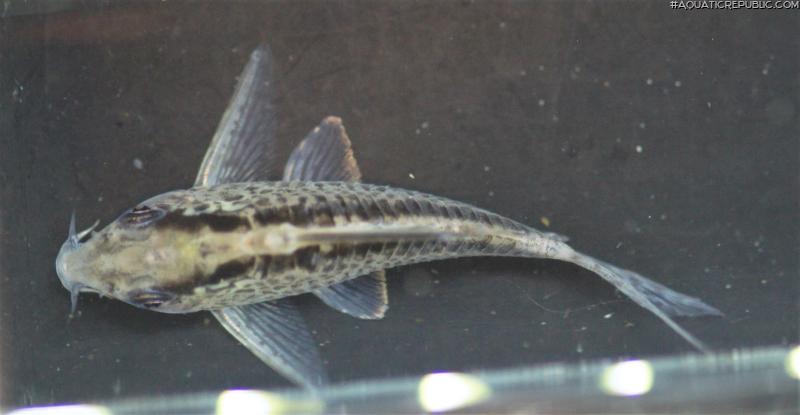 Hoplisoma sp. (Cw159)