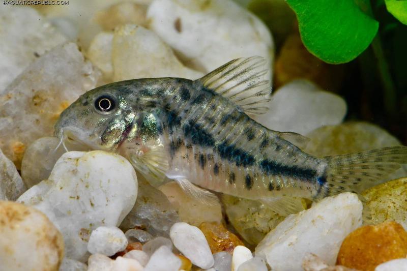 Hoplisoma sp. (Cw185)