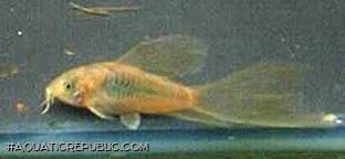 Osteogaster aenea