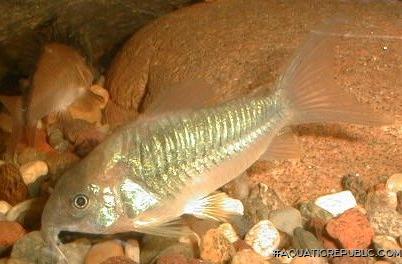 Osteogaster cf. aenea