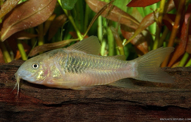 Osteogaster schultzei