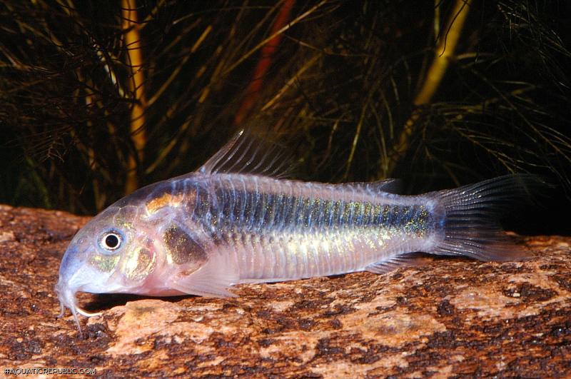Osteogaster sp. (Cw007)