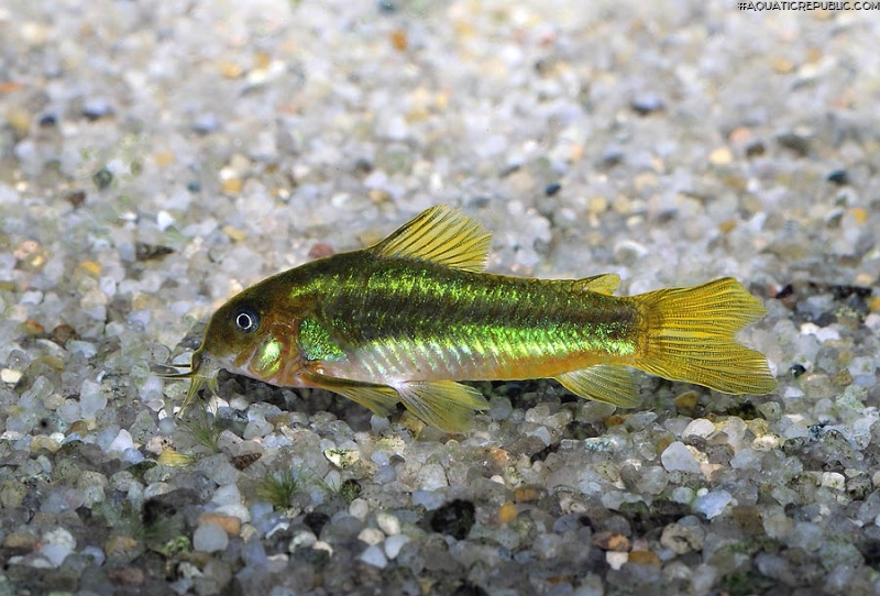 Osteogaster sp. (Cw009)