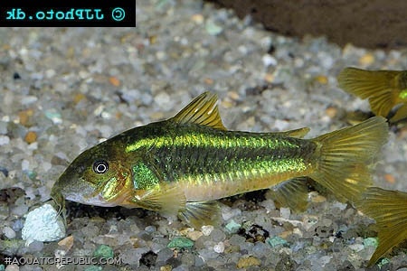 Osteogaster sp. (Cw009)