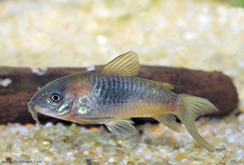 Osteogaster sp. (Cw041)