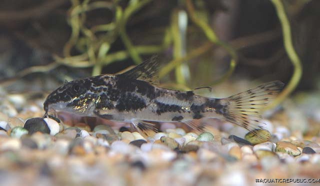 Scleromystax barbatus