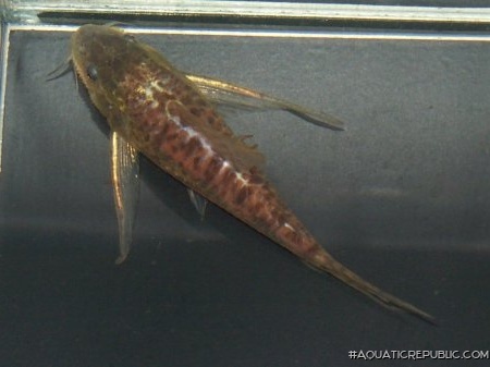 Scleromystax macropterus