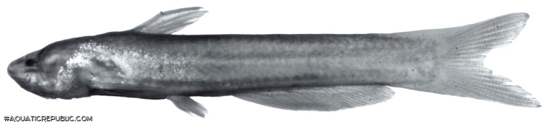 Cetopsidium roae