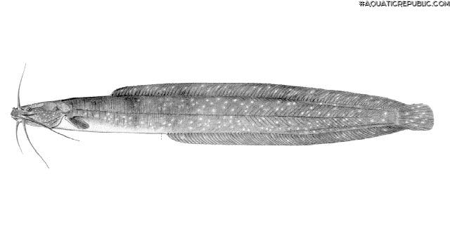 Clariallabes heterocephalus