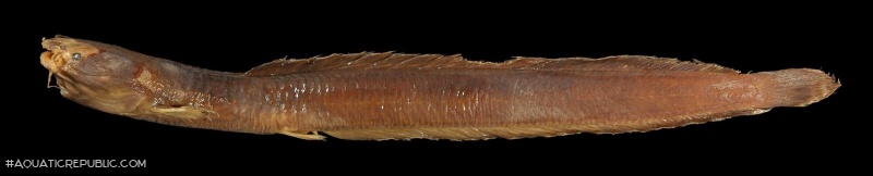 Clariallabes longicauda