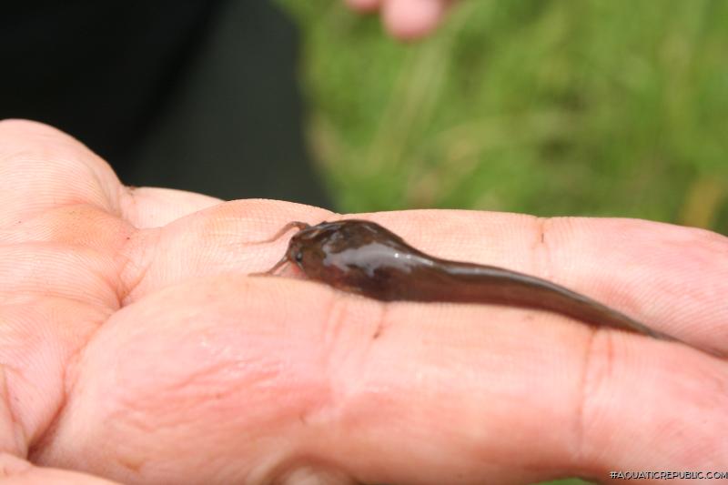 Clarias alluaudi