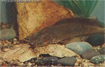 Clarias angolensis