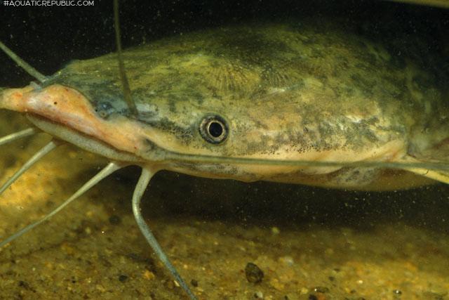 Clarias anguillaris