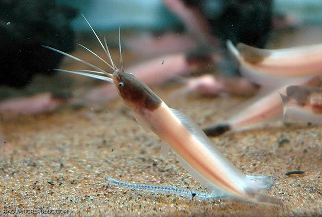 Clarias batrachus