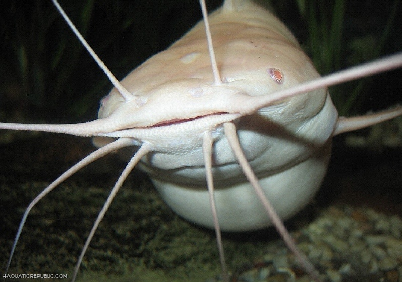 Clarias batrachus