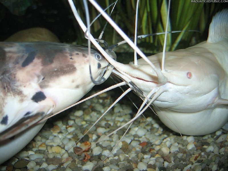 Clarias batrachus