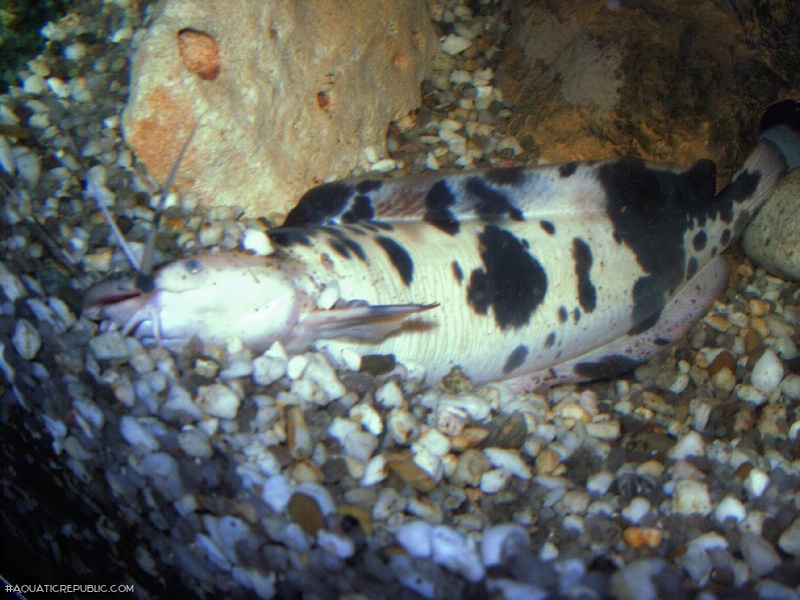 Clarias batrachus