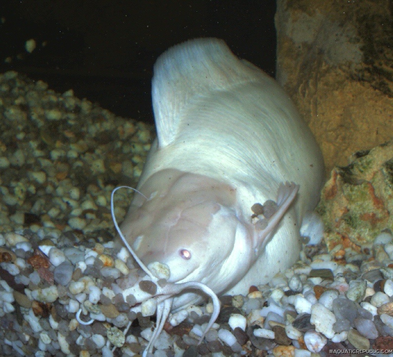 Clarias batrachus