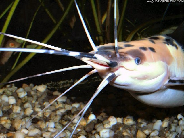 Clarias batrachus