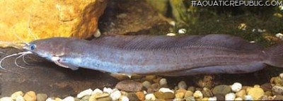 Clarias buettikoferi