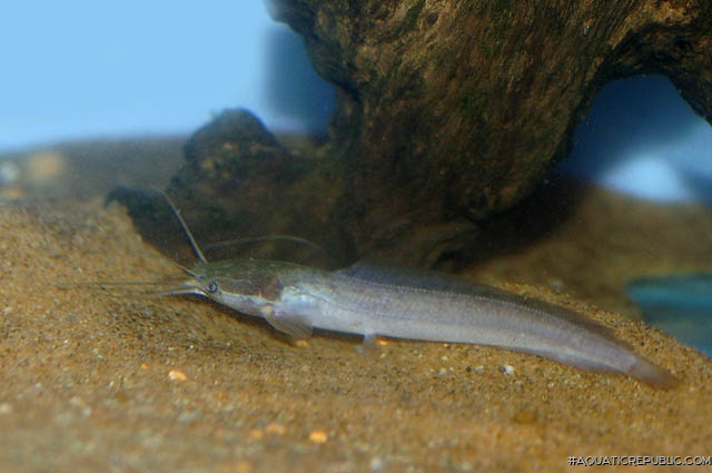 Clarias camerunensis