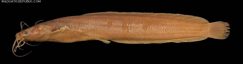 Clarias dhonti