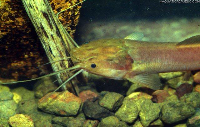 Clarias ebriensis