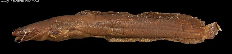 Clarias engelseni