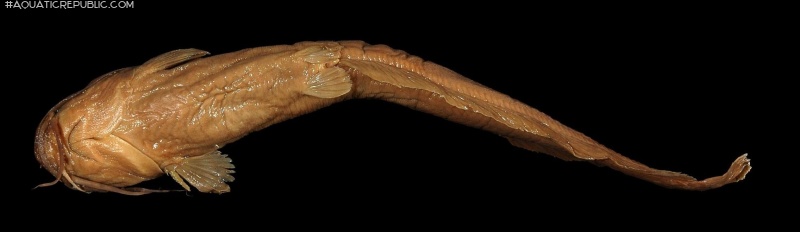 Clarias engelseni