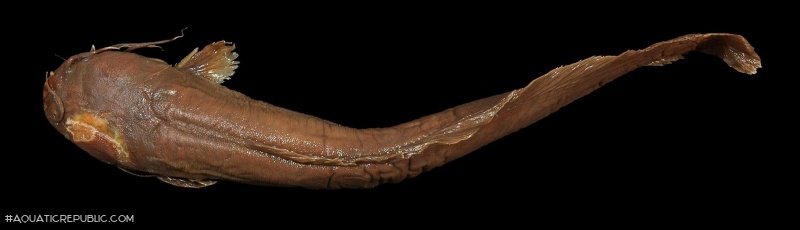 Clarias engelseni