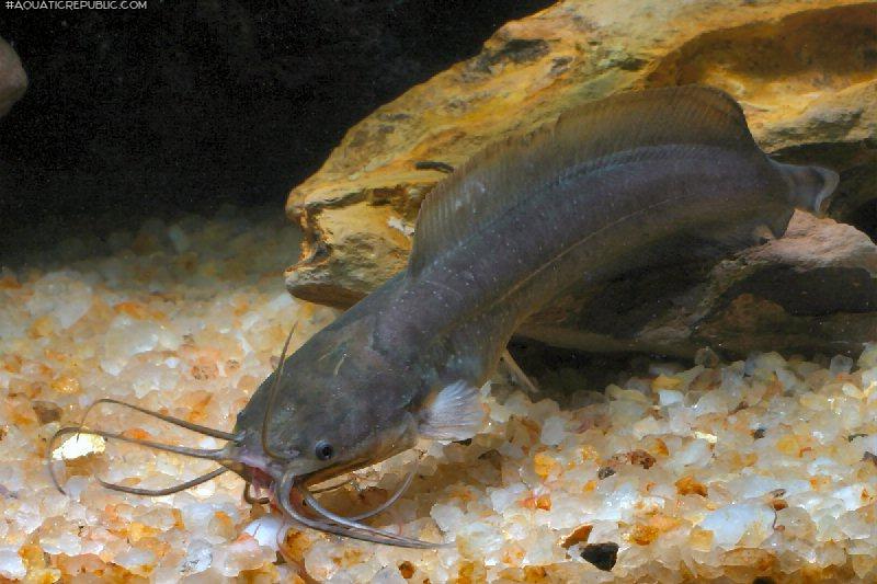 Clarias fuscus