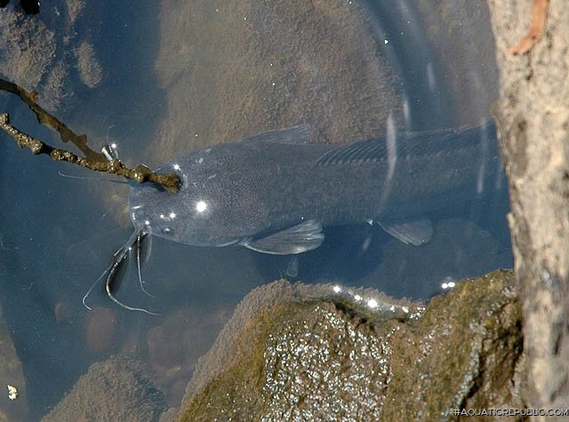 Clarias gariepinus