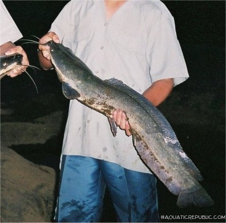 Clarias gariepinus