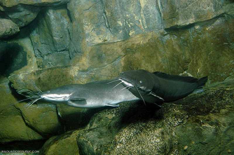 Clarias gariepinus