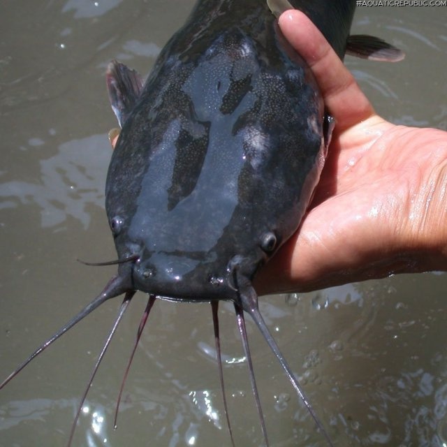 Clarias gariepinus