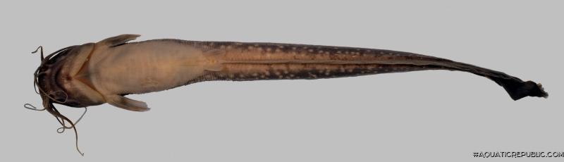 Clarias gracilentus