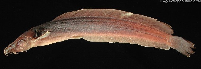 Clarias insolitus