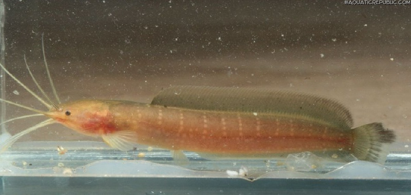 Clarias leiacanthus