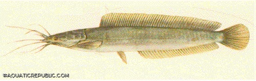 Clarias macrocephalus