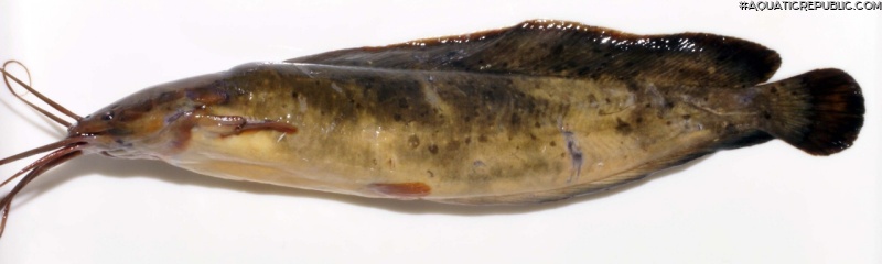 Clarias meladerma