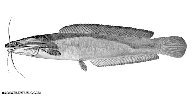 Clarias ngamensis