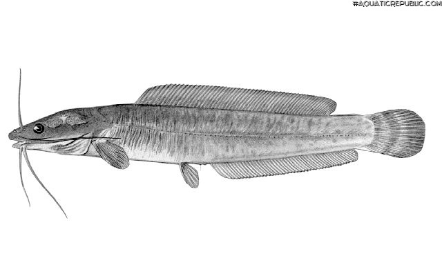 Clarias ngamensis