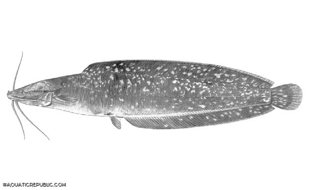 Clarias nigromarmoratus