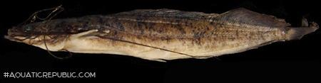 Clarias platycephalus