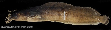 Clarias platycephalus