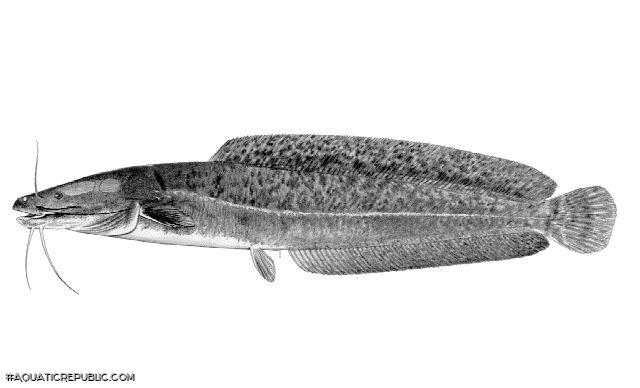 Clarias stappersii